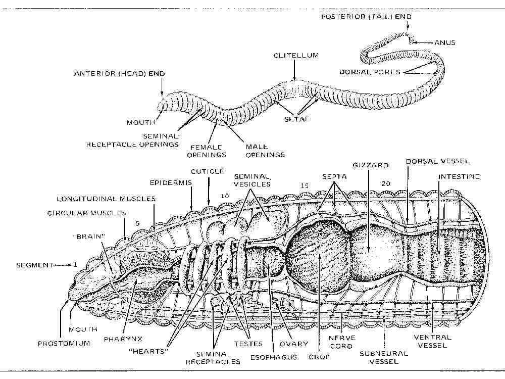 Diagram Science Worm Diagram Full Version Hd Quality Worm Diagram Brainanatomydiagram Fondazionecesar It - roblox wormy